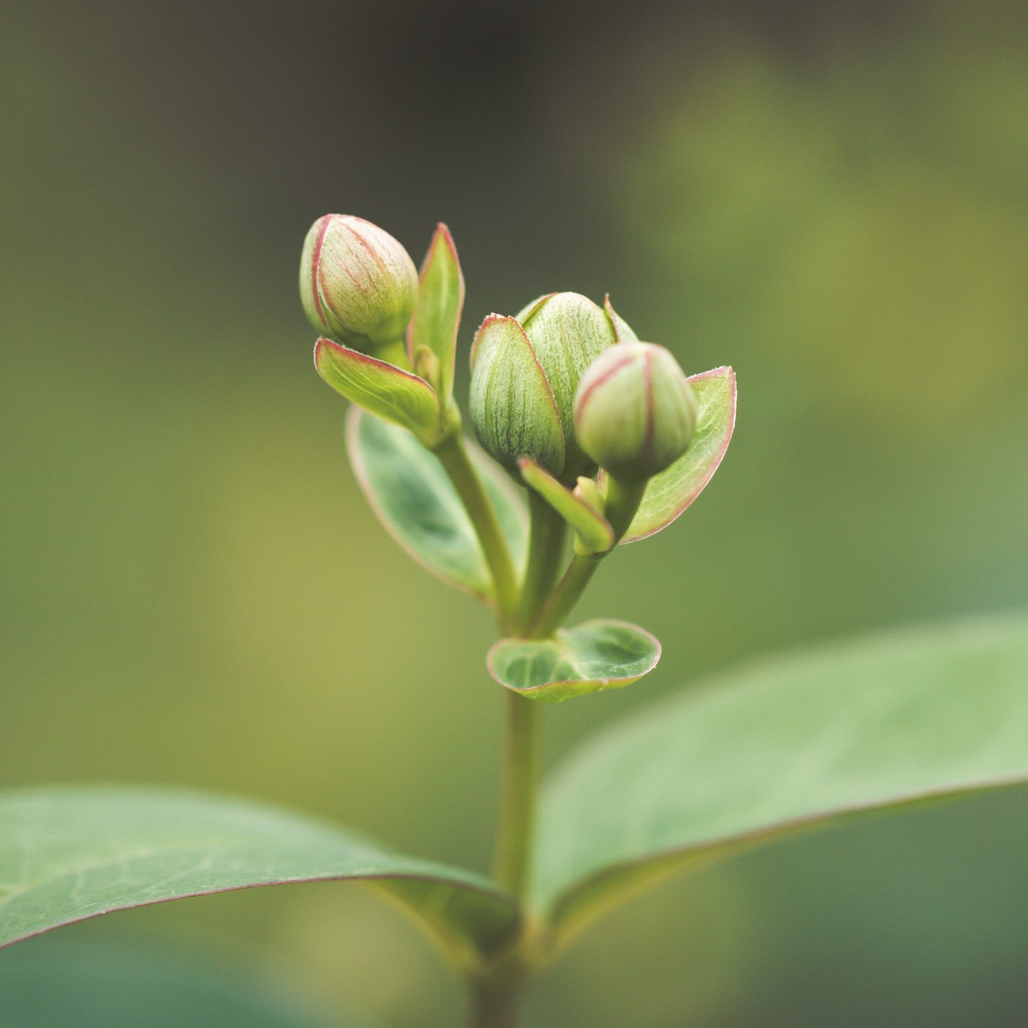 Gemmothérapie, Pharmacie Pavageau à Bouin