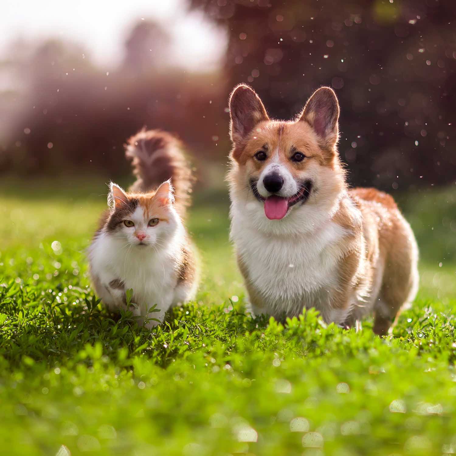 Produits vétérinaires, Pharmacie Pavageau à Bouin